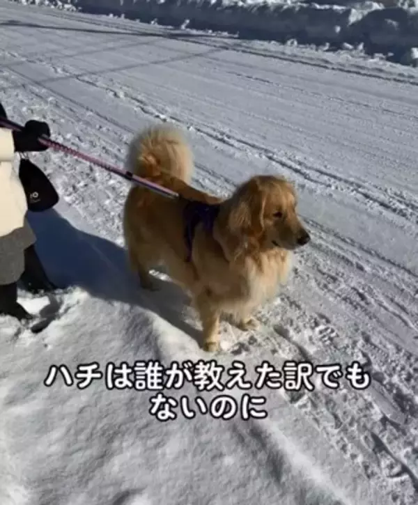 大型犬が『散歩中の小型犬』を見るといつもすること…あまりにも尊い『優しすぎる姿』が929万再生「ちゃんと分かってる」「癒された」と絶賛