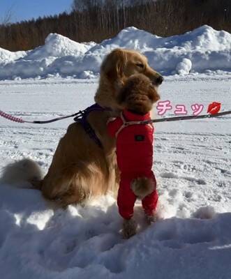 大型犬が『散歩中の小型犬』を見るといつもすること…あまりにも尊い『優しすぎる姿』が929万再生「ちゃんと分かってる」「癒された」と絶賛