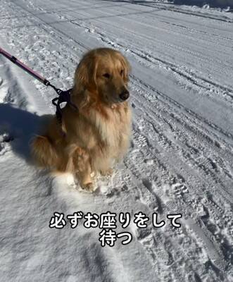 大型犬が『散歩中の小型犬』を見るといつもすること…あまりにも尊い『優しすぎる姿』が929万再生「ちゃんと分かってる」「癒された」と絶賛