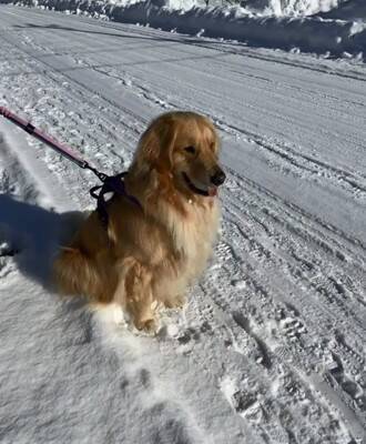 大型犬が『散歩中の小型犬』を見るといつもすること…あまりにも尊い『優しすぎる姿』が929万再生「ちゃんと分かってる」「癒された」と絶賛