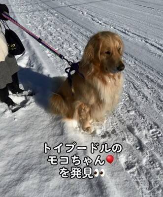 大型犬が『散歩中の小型犬』を見るといつもすること…あまりにも尊い『優しすぎる姿』が929万再生「ちゃんと分かってる」「癒された」と絶賛
