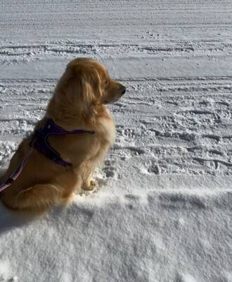大型犬が『散歩中の小型犬』を見るといつもすること…あまりにも尊い『優しすぎる姿』が929万再生「ちゃんと分かってる」「癒された」と絶賛