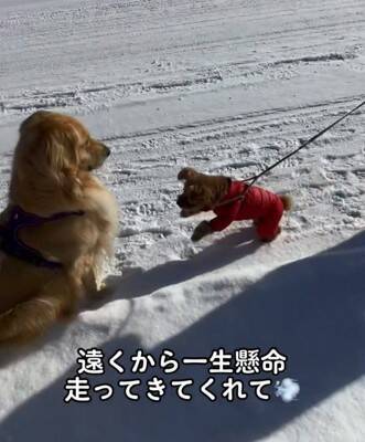 大型犬が『散歩中の小型犬』を見るといつもすること…あまりにも尊い『優しすぎる姿』が929万再生「ちゃんと分かってる」「癒された」と絶賛