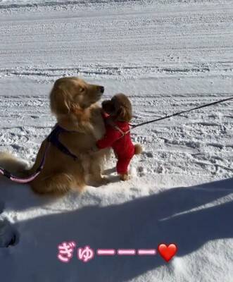 大型犬が『散歩中の小型犬』を見るといつもすること…あまりにも尊い『優しすぎる姿』が929万再生「ちゃんと分かってる」「癒された」と絶賛