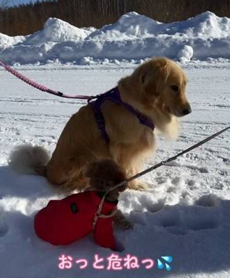 大型犬が『散歩中の小型犬』を見るといつもすること…あまりにも尊い『優しすぎる姿』が929万再生「ちゃんと分かってる」「癒された」と絶賛