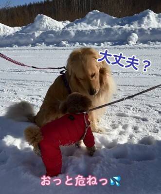 大型犬が『散歩中の小型犬』を見るといつもすること…あまりにも尊い『優しすぎる姿』が929万再生「ちゃんと分かってる」「癒された」と絶賛