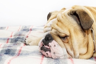 犬が『いびき』をかく原因とは？危険な4つの症状や考えられる病気まで