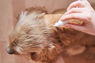 犬の天敵『マダニ』はどれくらい危ないの？刺された場合のリスクや愛犬を守るための予防策まで