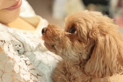 犬が顔を舐めるのは愛情表現とは限らない？愛犬が伝えたいサインに気付いてあげよう