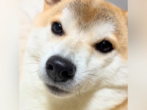 歯磨きを終えた犬→口を開けてもらうため『あー』と言ってみたら…まるで子供のような『まさかの行動』が92万再生「愛おしい」「声出さずにｗ」