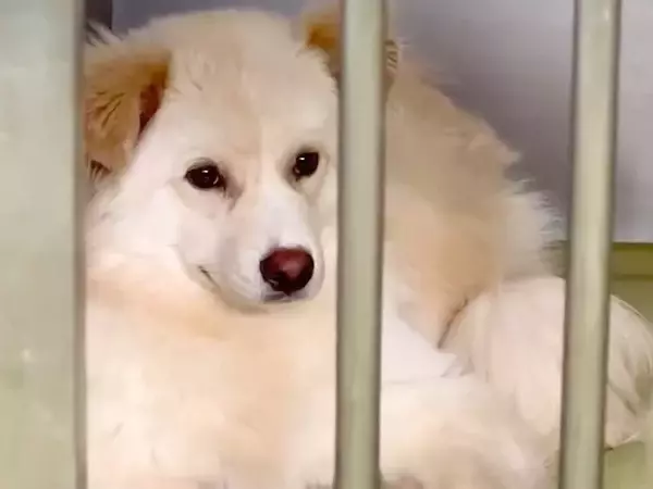 約7ヶ月間、施設に収容され『処分予定となった元野犬』を引き取った結果…『41日後の表情の違い』に思わず涙「幸せそう」「素敵な里親さま」