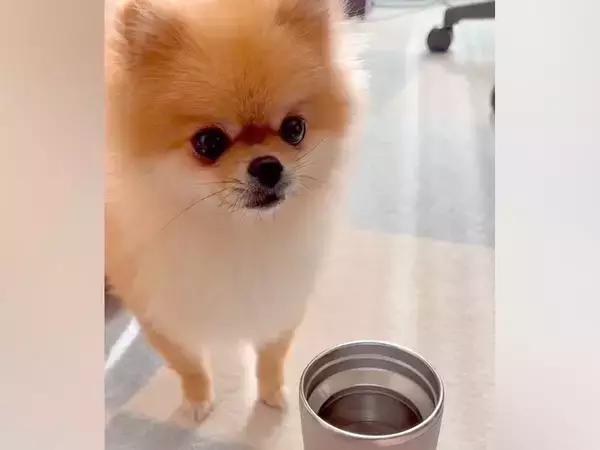 温かいお茶を飲んでいたら、犬が『湯気』を見て…犬生一周目すぎる『まさかの行動』が愛おしいと4万いいねの反響「可愛いｗｗ」「味したかな？」