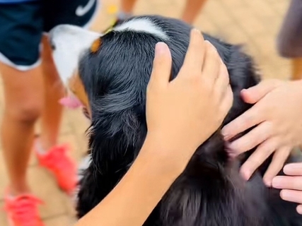 『なでなでしてもいい！？』散歩中、小学生の男の子たちと遭遇した大型犬→「なんやこの尊い空間…」「全員いい子」微笑ましい光景が95万再生