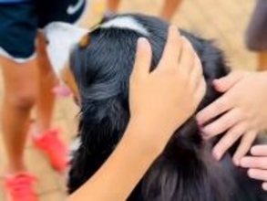 『なでなでしてもいい！？』散歩中、小学生の男の子たちと遭遇した大型犬→「なんやこの尊い空間…」「全員いい子」微笑ましい光景が95万再生