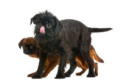 犬が『低い姿勢で歩く』4つの理由　普段と違う場合は要注意…危険な症状まで