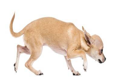 犬が『低い姿勢で歩く』4つの理由　普段と違う場合は要注意…危険な症状まで