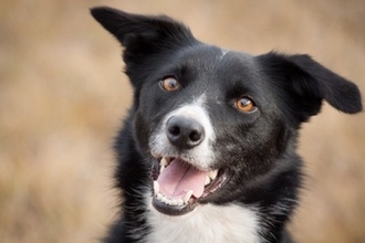 犬に『最高の飼い主』と思われる人の特徴5つ　愛犬から尊敬されるために意識すべきこととは？