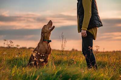 犬に『最高の飼い主』と思われる人の特徴5つ　愛犬から尊敬されるために意識すべきこととは？
