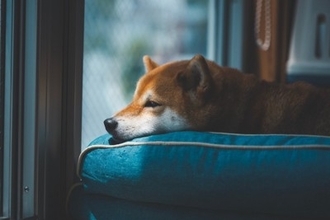 犬が『うつ病』になっているときの初期症状5選　見逃してはいけないサインや早期発見のポイントまで