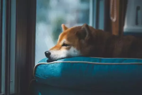 犬が『うつ病』になっているときの初期症状5選　見逃してはいけないサインや早期発見のポイントまで