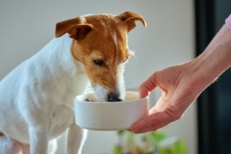 犬に『フードが合っていない』ときのサイン3つ　失敗しないご飯の切り替え方まで解説