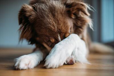 犬に『フードが合っていない』ときのサイン3つ　失敗しないご飯の切り替え方まで解説