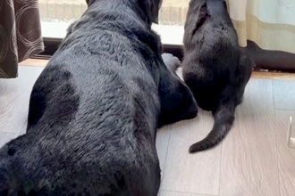 保護猫が『大型犬を好きになりすぎた』結果→どこまでもついてきて…種族を超えた『相思相愛な光景』が10万再生「ステキすぎ」「安心するんだ」