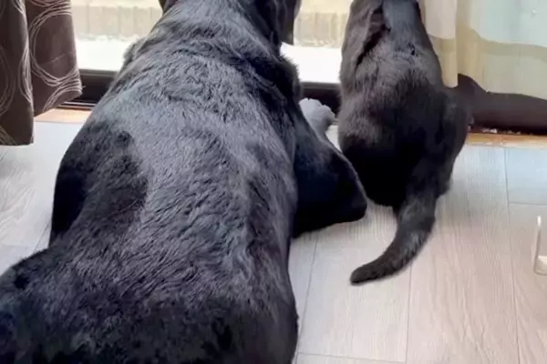 保護猫が『大型犬を好きになりすぎた』結果→どこまでもついてきて…種族を超えた『相思相愛な光景』が10万再生「ステキすぎ」「安心するんだ」
