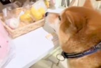 おもちゃを買ってもらう弟犬→兄犬が羨ましそうに横で見つめて…あまりにも尊い反応が65万再生「人間の子供みたい」「愛おしくて涙出る」