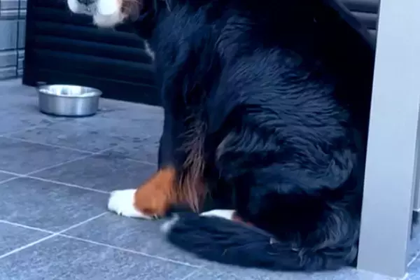 『行ってくるね』と超大型犬に伝えた結果→突然態度が変わって…仕事に行きたくなくなる『表情』が82万再生「無理！」「甘え声たまらん」と絶賛