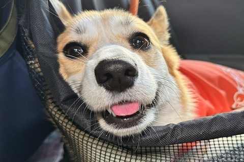 ドッグランに出かけた犬の『行き』と『帰り』を比較した結果…思った以上に『疲れ果てた表情』が121万表示「電池切れしてるｗ」「可愛すぎる」