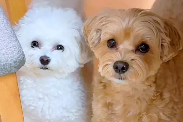 『AIかと思った』2匹の犬に"おしゃんぽいく？"と質問してみた結果→とんでもなく尊い『シンクロした光景』が43万再生「可愛すぎて声出た」
