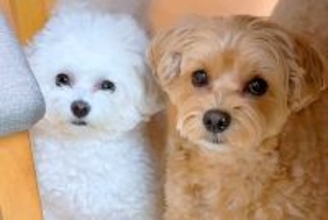 『AIかと思った』2匹の犬に"おしゃんぽいく？"と質問してみた結果→とんでもなく尊い『シンクロした光景』が43万再生「可愛すぎて声出た」