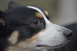 犬が飼い主を怪しんでいるときにみせる行動4つ　信頼度が低下してしまう要因とは？