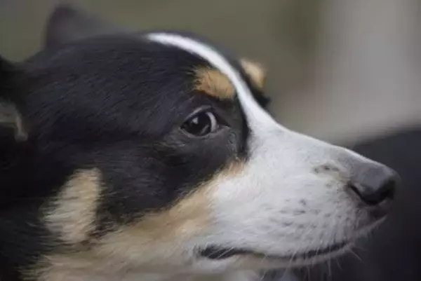 犬が飼い主を怪しんでいるときにみせる行動4つ　信頼度が低下してしまう要因とは？