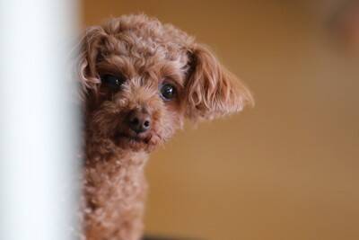 犬が飼い主を怪しんでいるときにみせる行動4つ　信頼度が低下してしまう要因とは？