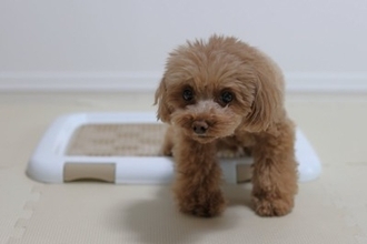 犬が『トイレに座って動かない』心理５選　主な理由や止めさせるための適切なしつけ方法まで