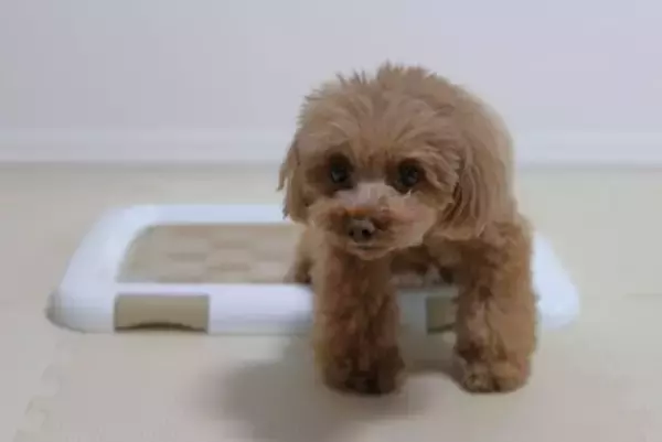 犬が『トイレに座って動かない』心理５選　主な理由や止めさせるための適切なしつけ方法まで