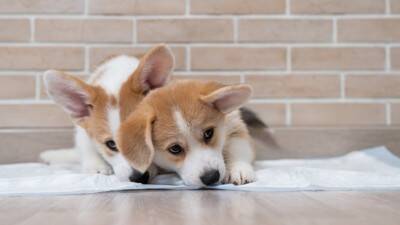 犬が『トイレに座って動かない』心理５選　主な理由や止めさせるための適切なしつけ方法まで