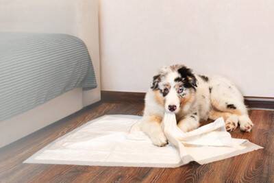 犬が『トイレに座って動かない』心理５選　主な理由や止めさせるための適切なしつけ方法まで