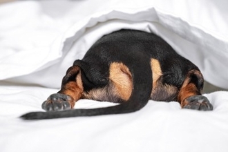 犬が『飼い主に気づかれないように隠れる』5つの心理　見つけたときの適切な対応とは？