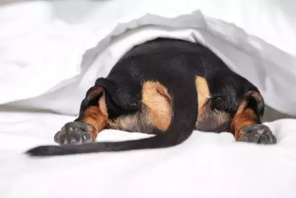 犬が『飼い主に気づかれないように隠れる』5つの心理　見つけたときの適切な対応とは？