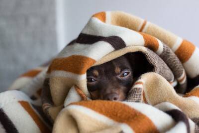 犬が『飼い主に気づかれないように隠れる』5つの心理　見つけたときの適切な対応とは？