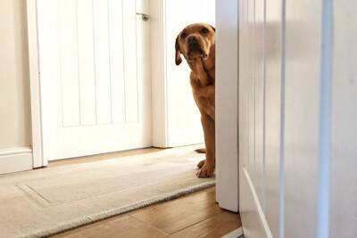 犬が『飼い主に気づかれないように隠れる』5つの心理　見つけたときの適切な対応とは？