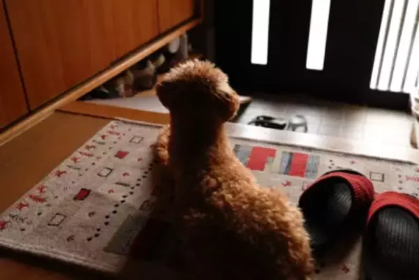犬が『留守番中』にやっていること7選　ひとりで何をしているの？飼い主の帰りを待っているときの心理まで