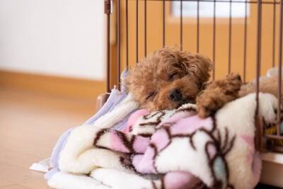 犬が『留守番中』にやっていること7選　ひとりで何をしているの？飼い主の帰りを待っているときの心理まで
