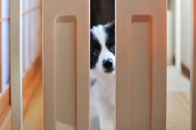 犬が『留守番中』にやっていること7選　ひとりで何をしているの？飼い主の帰りを待っているときの心理まで