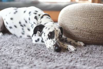 犬が『留守番中』にやっていること7選　ひとりで何をしているの？飼い主の帰りを待っているときの心理まで