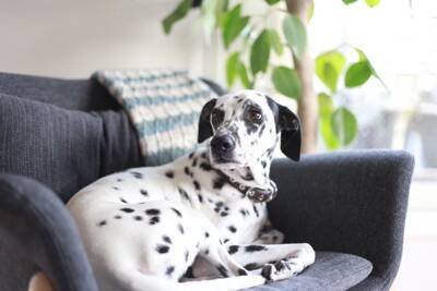 犬が『留守番中』にやっていること7選　ひとりで何をしているの？飼い主の帰りを待っているときの心理まで