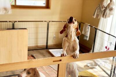 犬が『伝えたいこと』があるときにみせる行動5選　見逃したくないサインや気持ちを読み取る方法まで